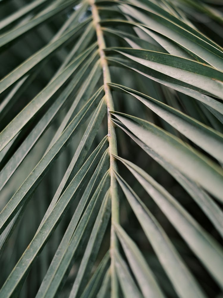 Palm Leaf // Valencia, Spain, Travel & Nature Photography
