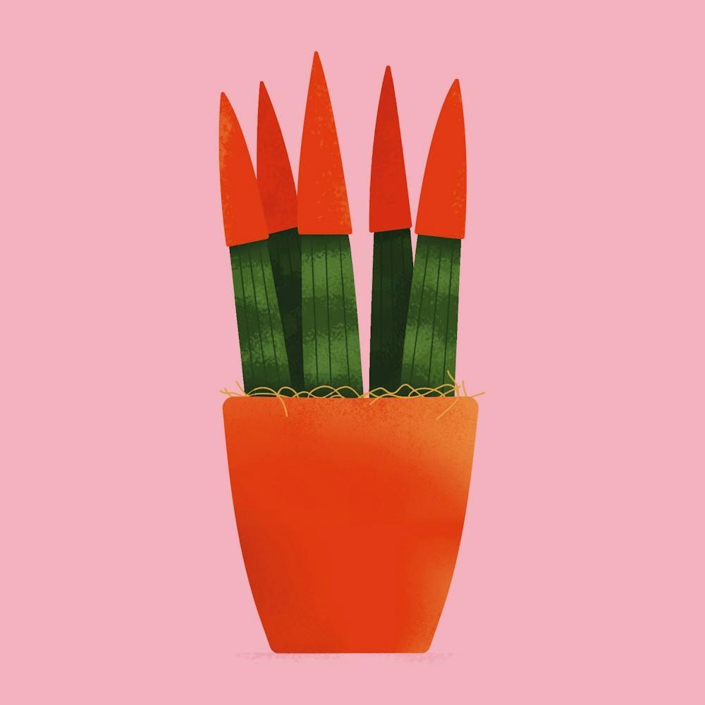 Sanseveria