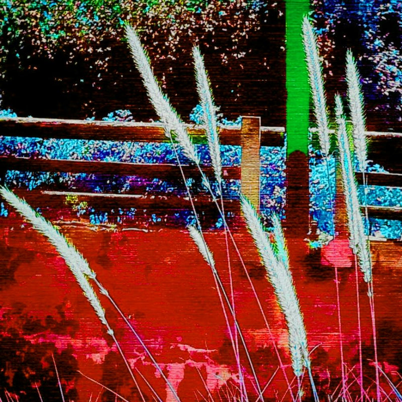 Alpine Grasses