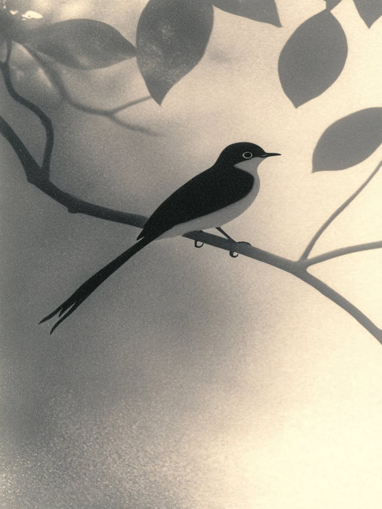 'Silhouette' 2