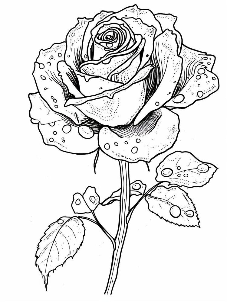 Rose Dew Line Drawing 4