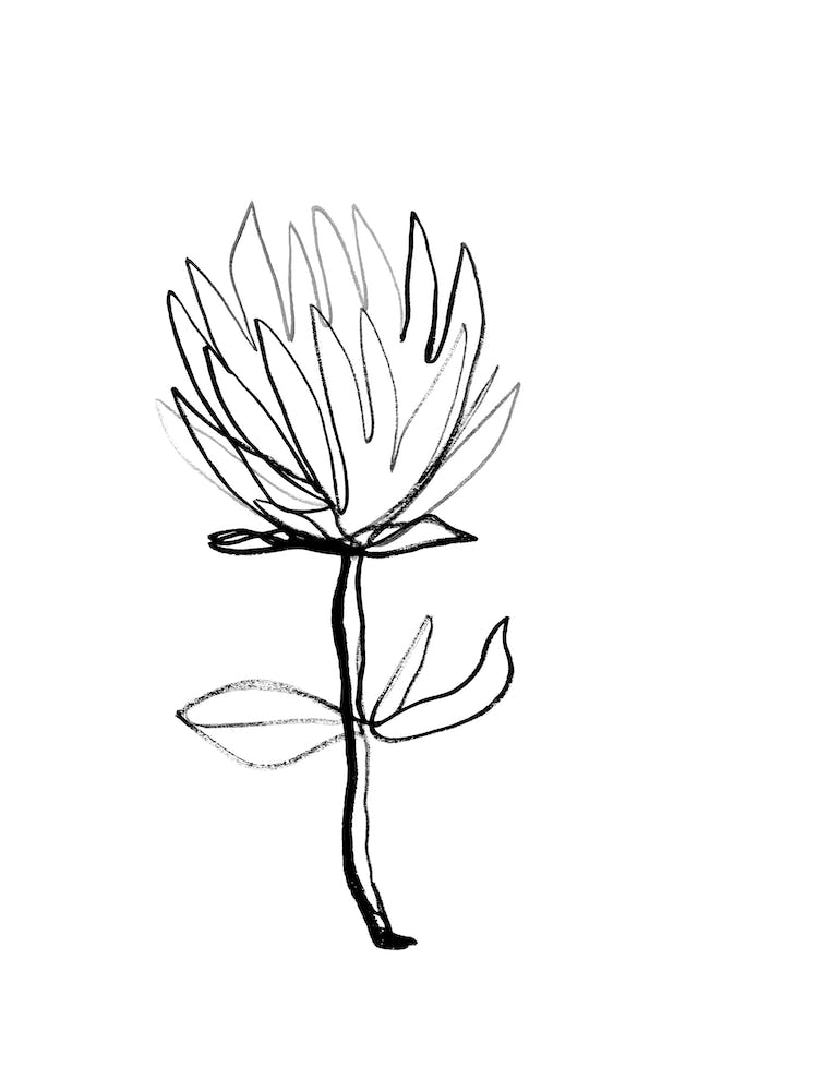 Protea II