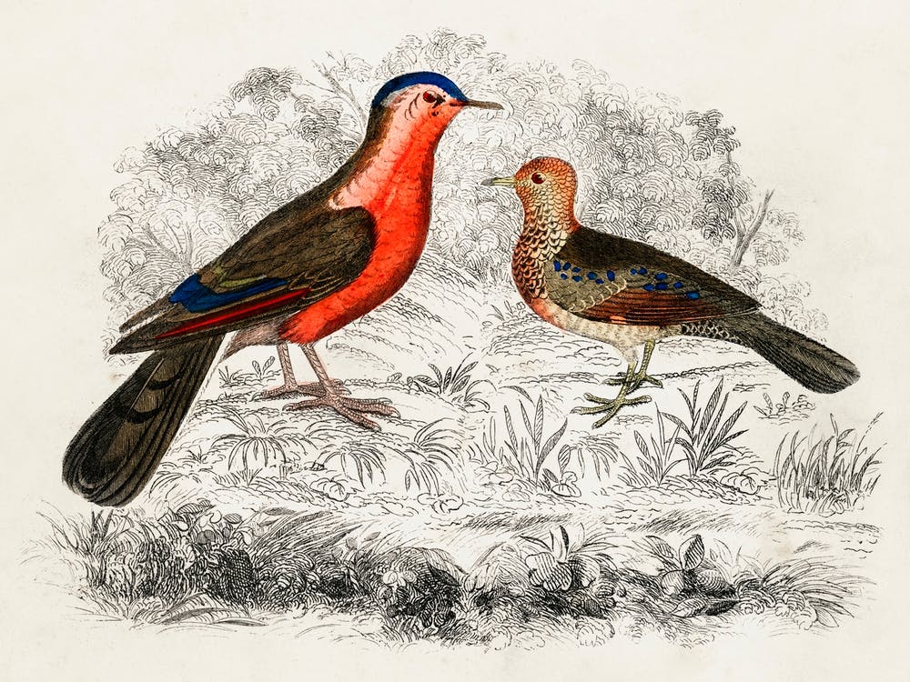 Hand Drawn Sketch Of Birds, Oliver Goldsmith