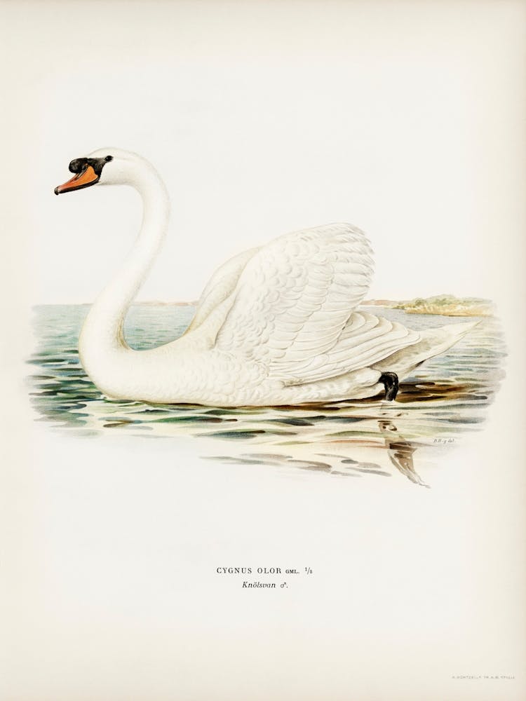 Mute Swan Male (Cygnus Olor), The Von Wright Brothers