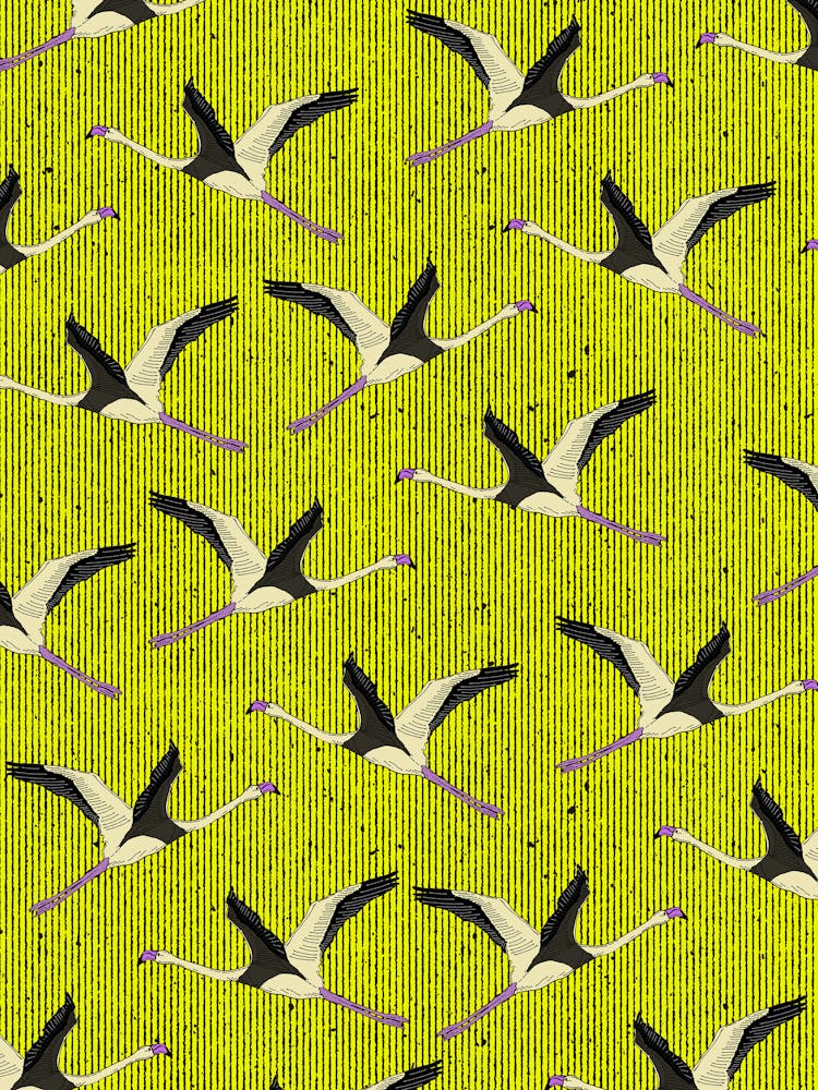 Flamingos