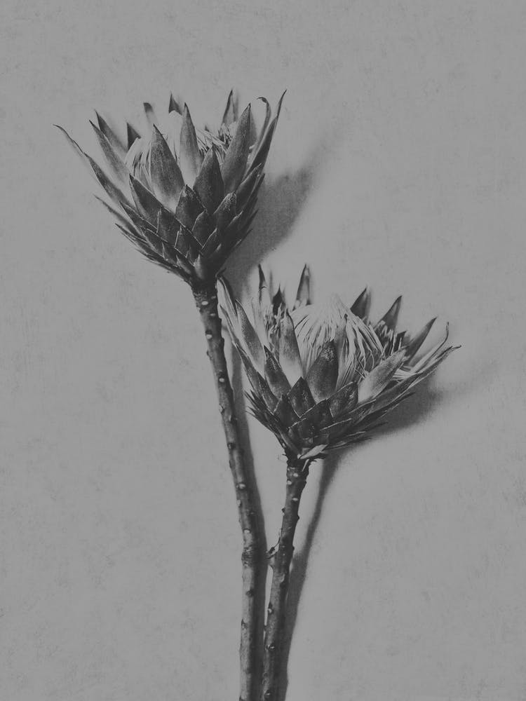 B&W Protea 6
