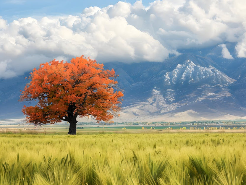 Lone Tree In A Field