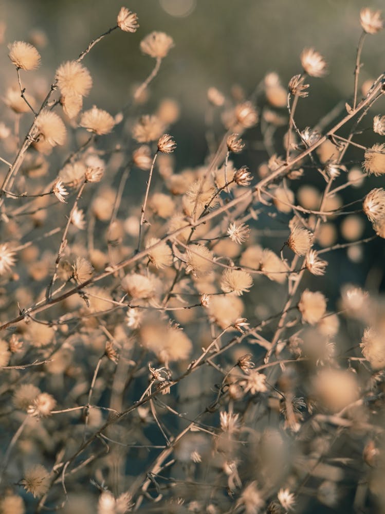 Green Yellow Plants_2251401