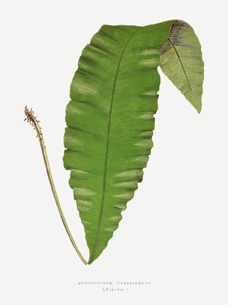 Banana Leaf
