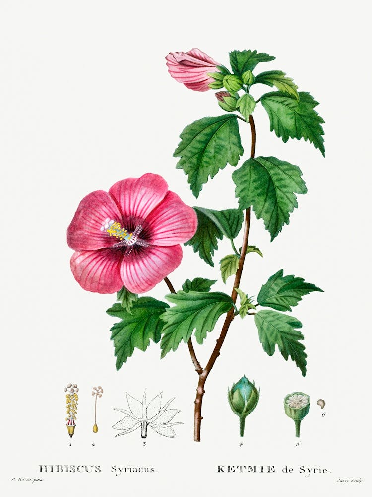 Rose de Sharon, Pierre Joseph Redoute