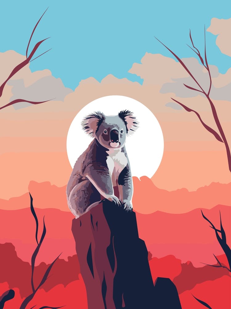 Koala at Sunset