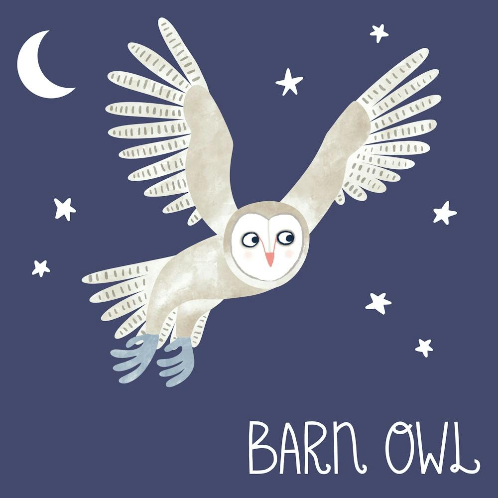 Barn Owl