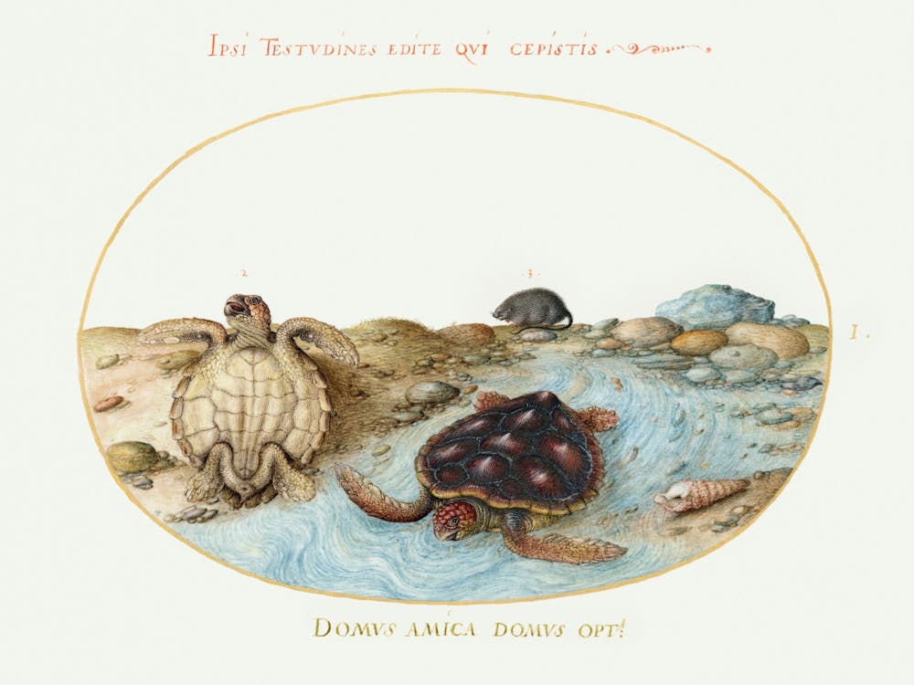 Turtles, Muskrat, And Shells (1575–1580), Joris Hoefnagel