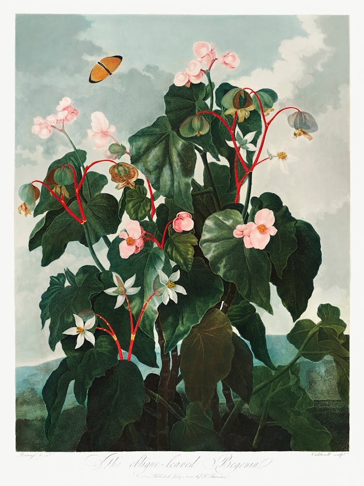 The Oblique–Leaved Begonia From The Temple Of Flora (1807), Robert John Thornton