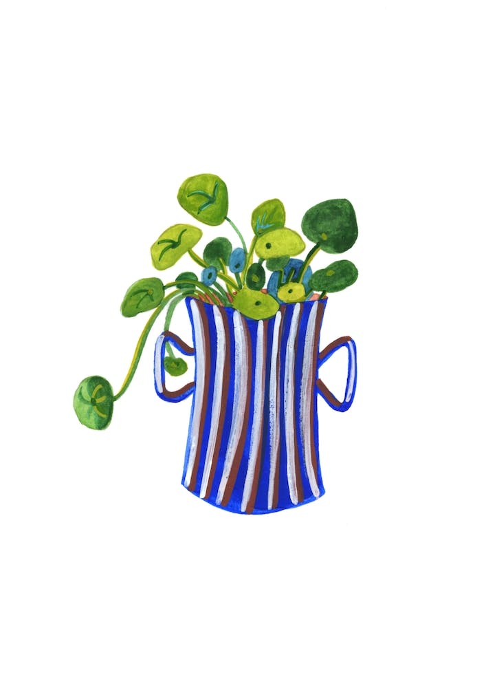 Missionary Plant
