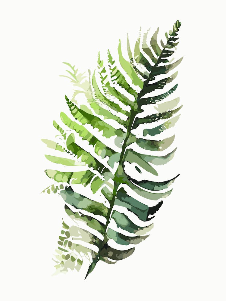 Forked Fern Watercolour