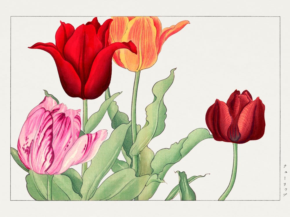 Tulips 2