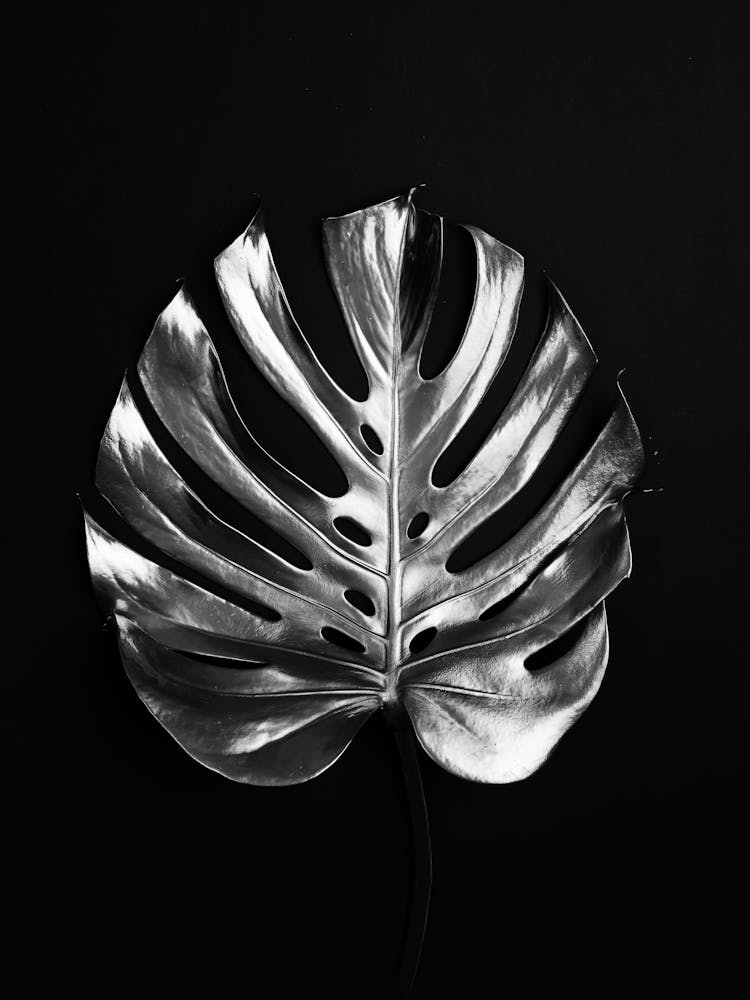 Monstera Leaf 10