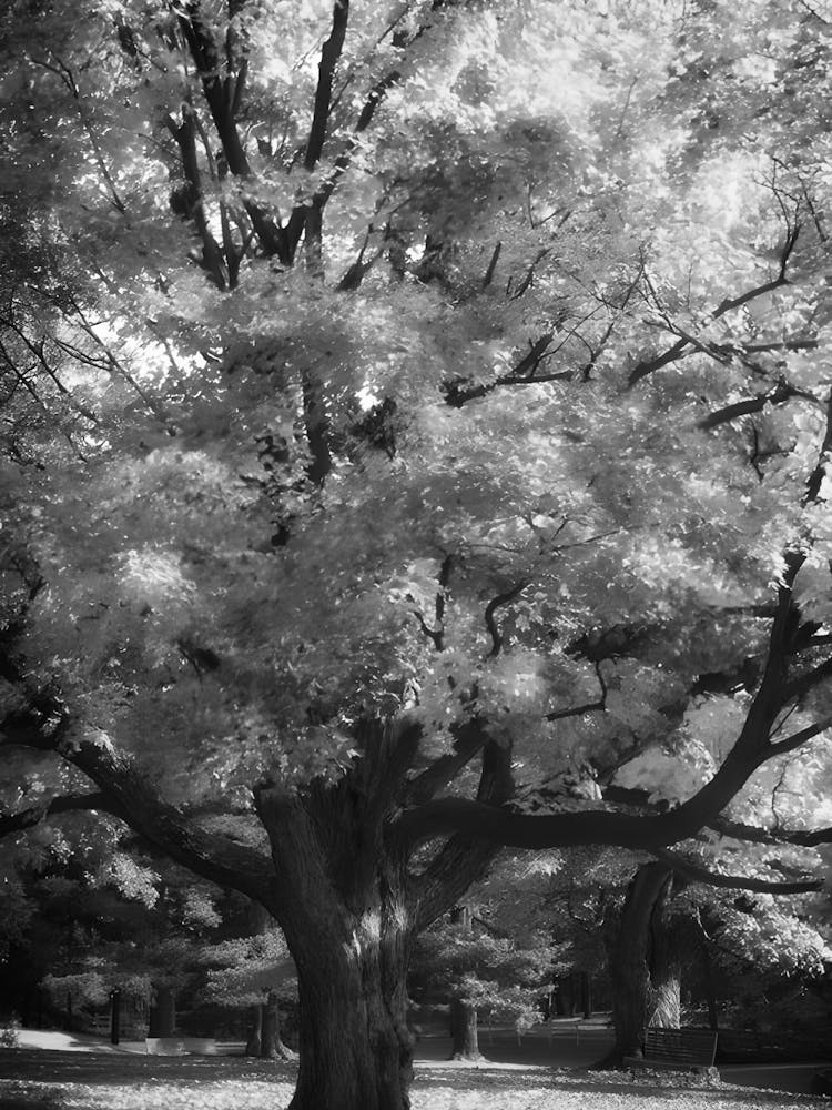 Black And White Tree