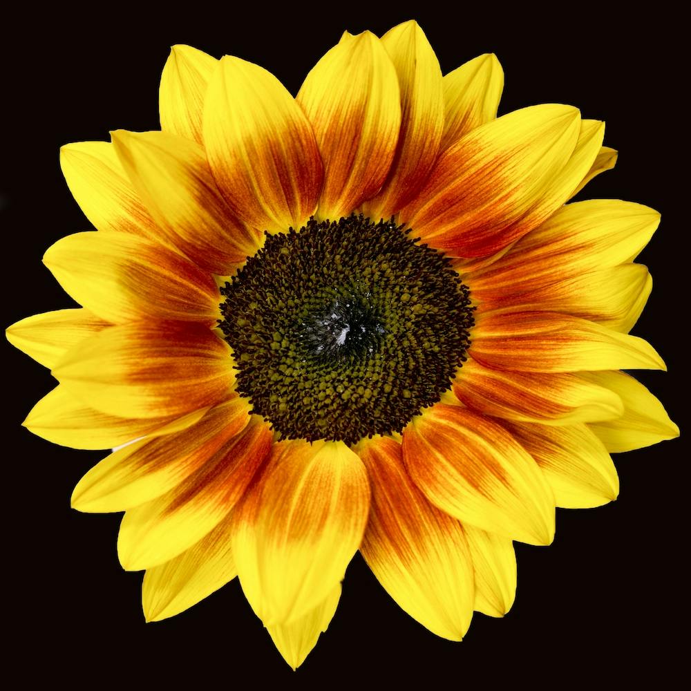 Mahogany Sunflower Square