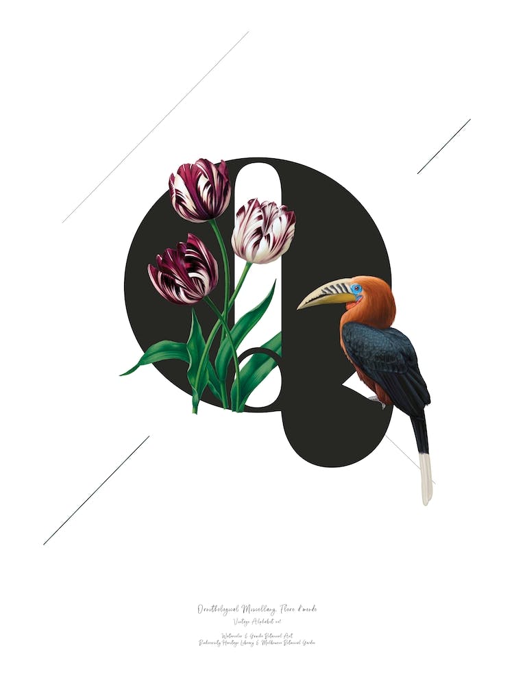 Botanical  Alphabet Q