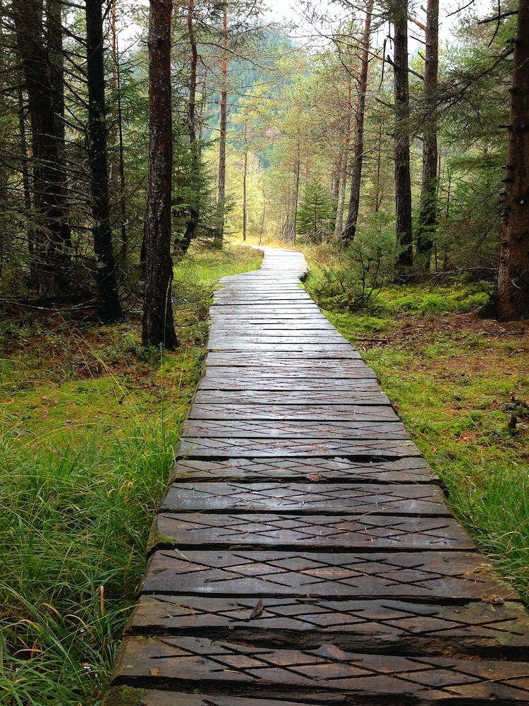 Wooden Path In The Woods