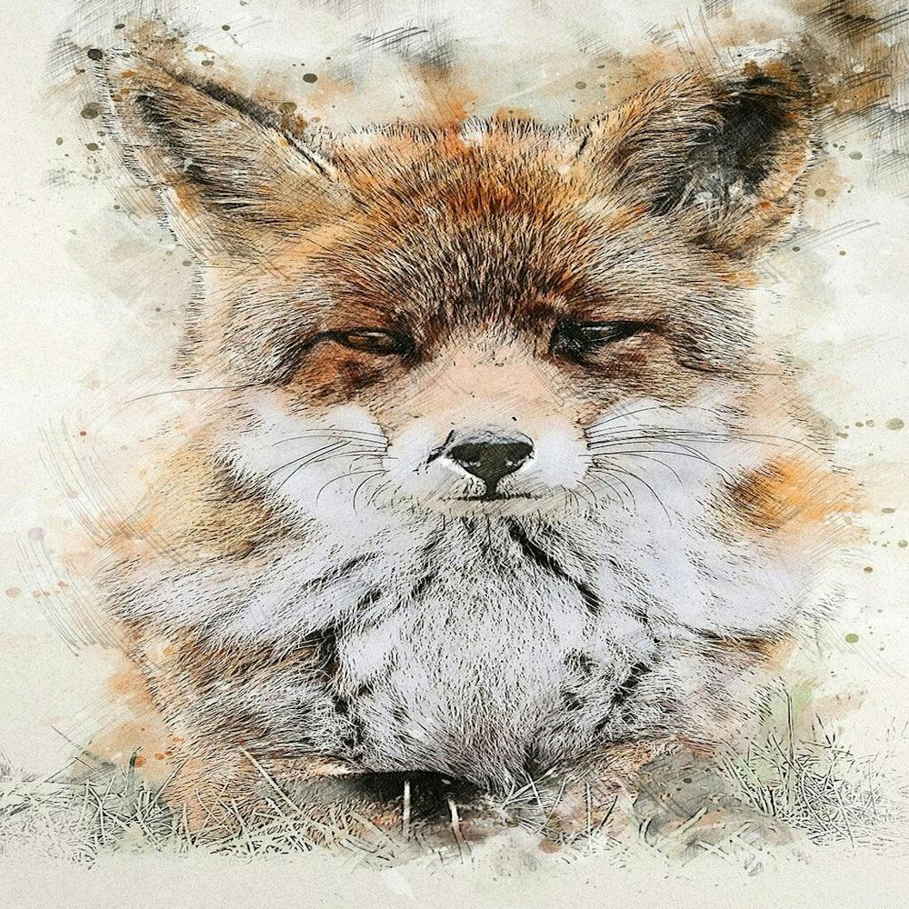 Red Fox