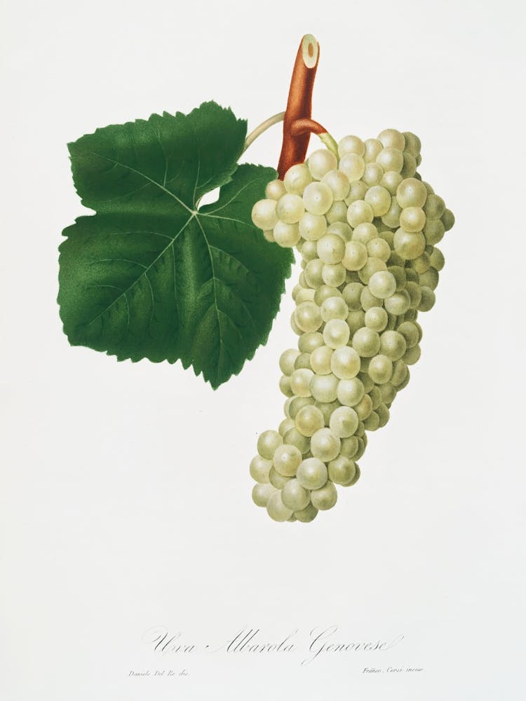 White Grape (Vitis Vinifera Genuensis) From Pomona Italiana (1817 1839), Giorgio Gallesio