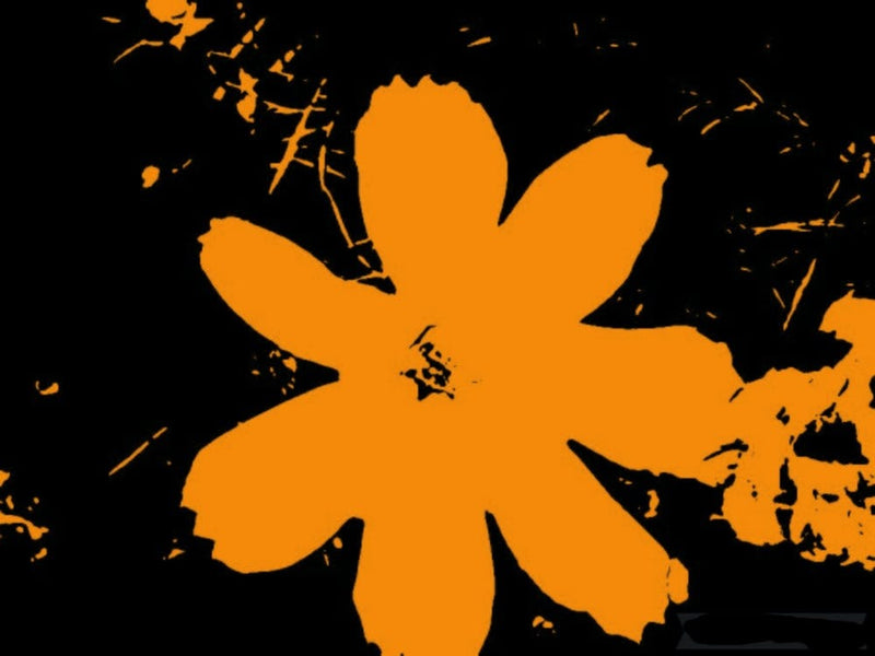 Cosmos Yellow