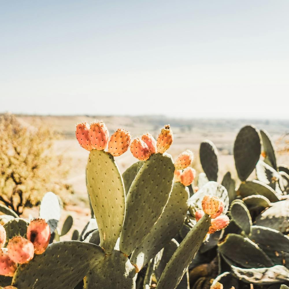 Cactus Fruit View Square