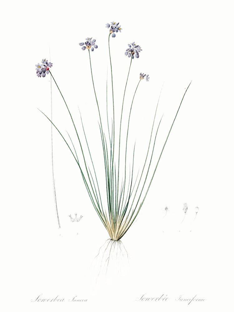 Vanilla Lily Illustration From Les Liliacées (1805), Pierre Joseph Redoute
