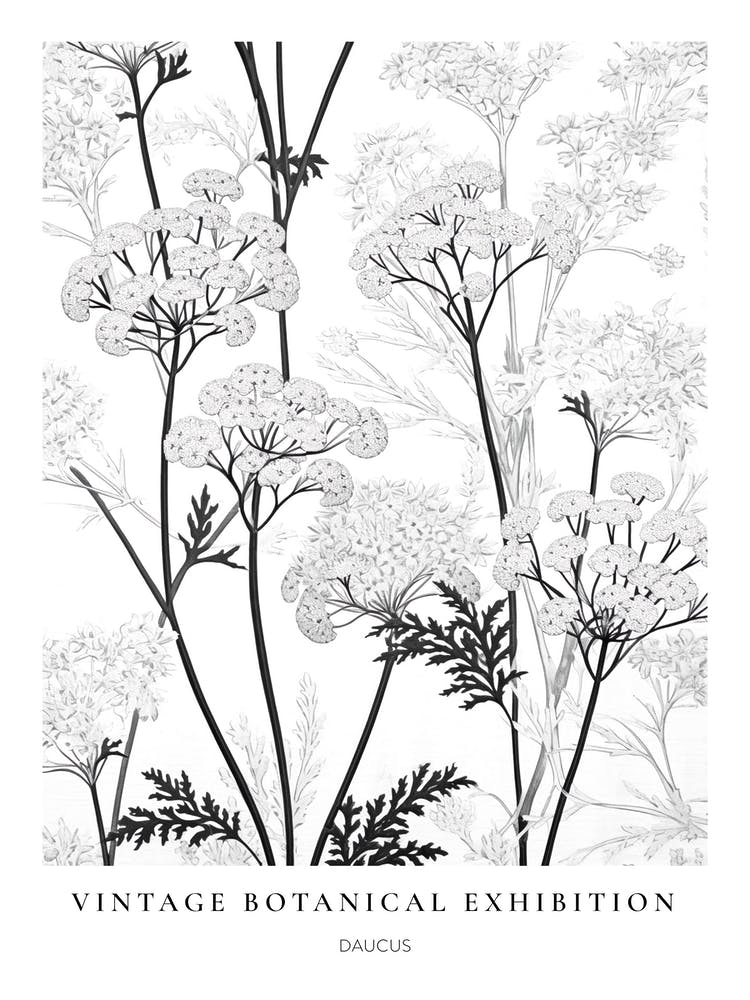 Daucus B&W Vintage Botanical Poster