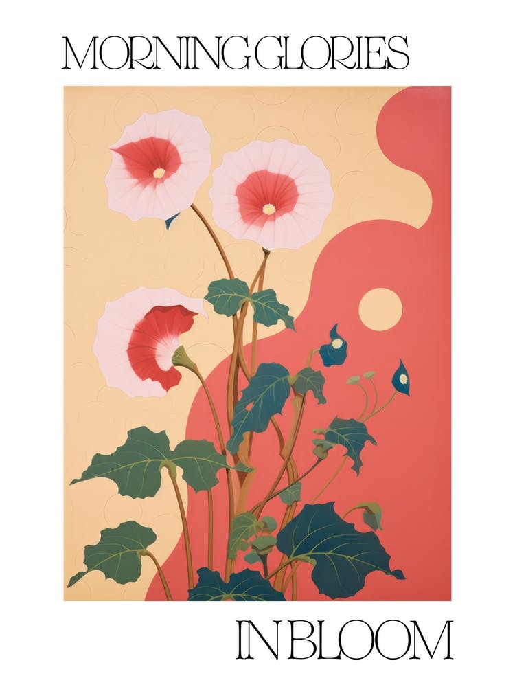 Fleurs de Volubilis En Fleur Illustration Audacieuse 3