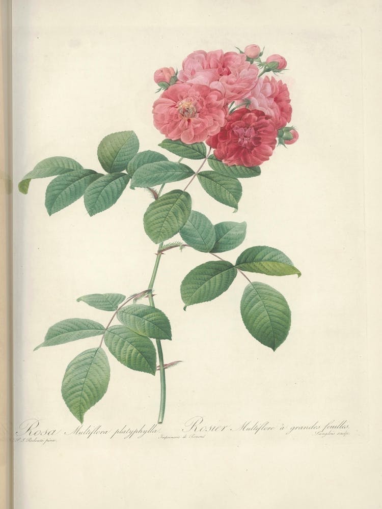 Rose Illustration, Pierre Joseph Redoute (15)