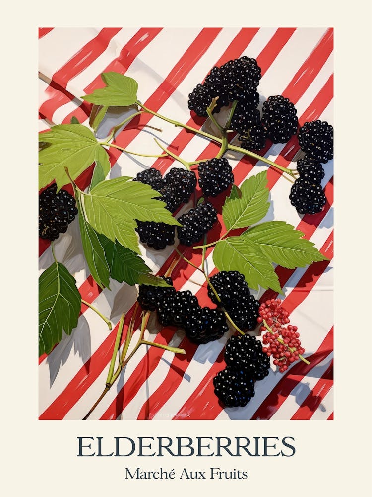 Marche Aux Fruits Holunderbeeren Obst Sommer Illustration 4