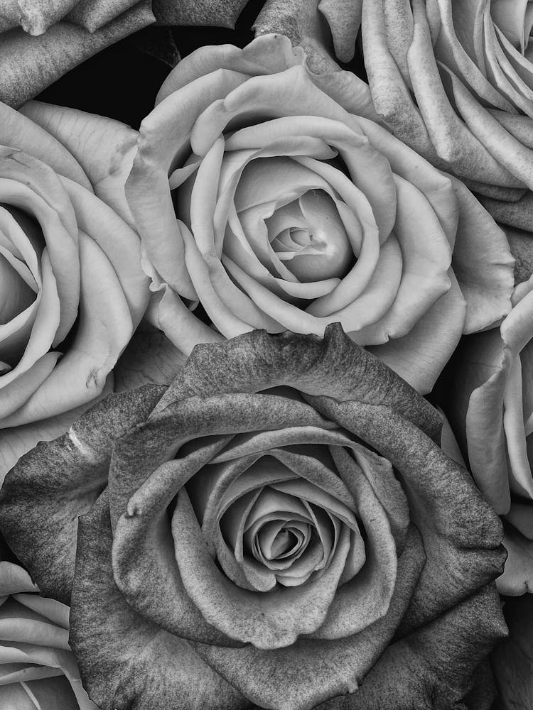 Vintage Style Roses Black And White Copy