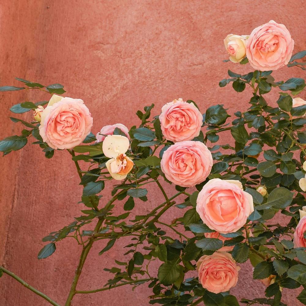 Carré De Roses Roses En Fleur