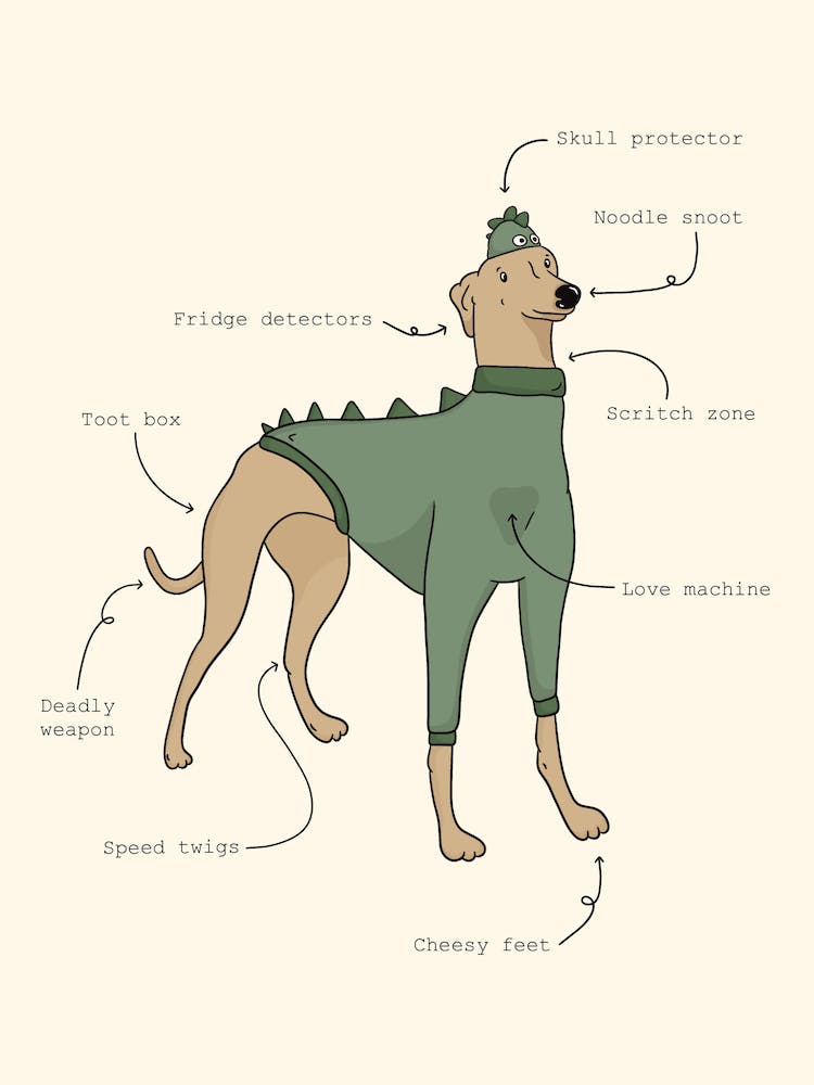 Anatomy Of A Hound