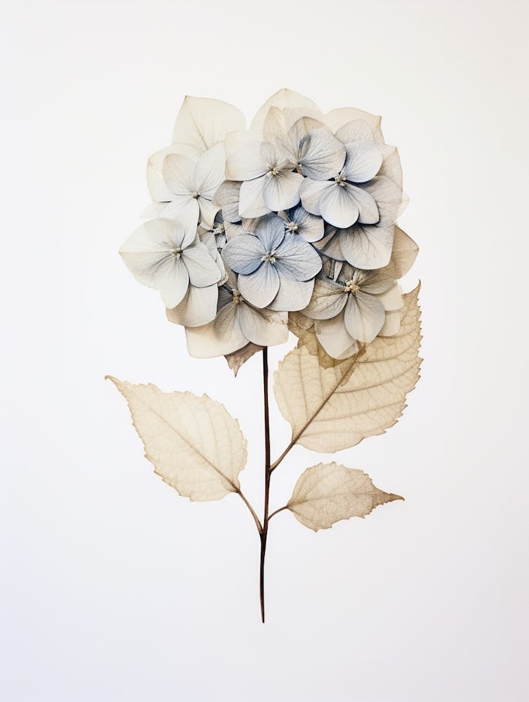 Pressed Flower Botanical Art Hydrangea 1