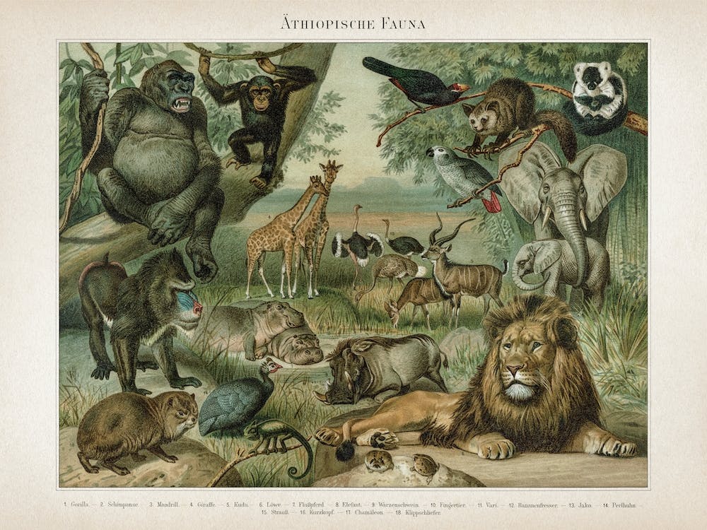 Vintage Meyers 3 Äthiopische Fauna