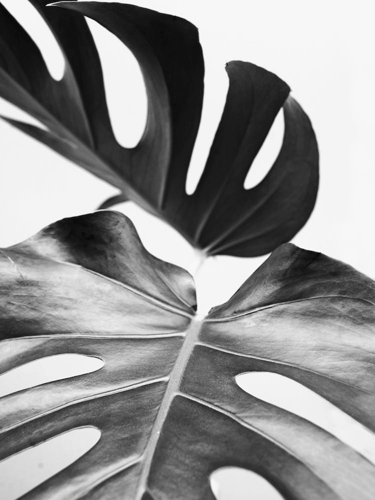 Minimalist Monstera