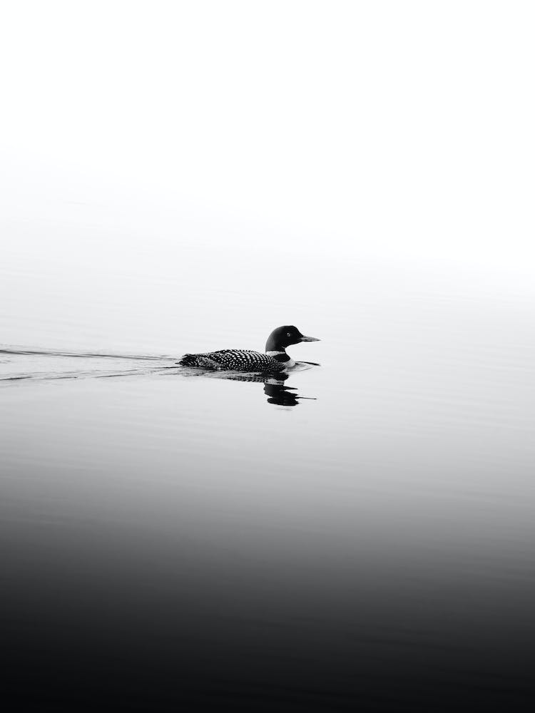 Black And White Loon On A Lake
