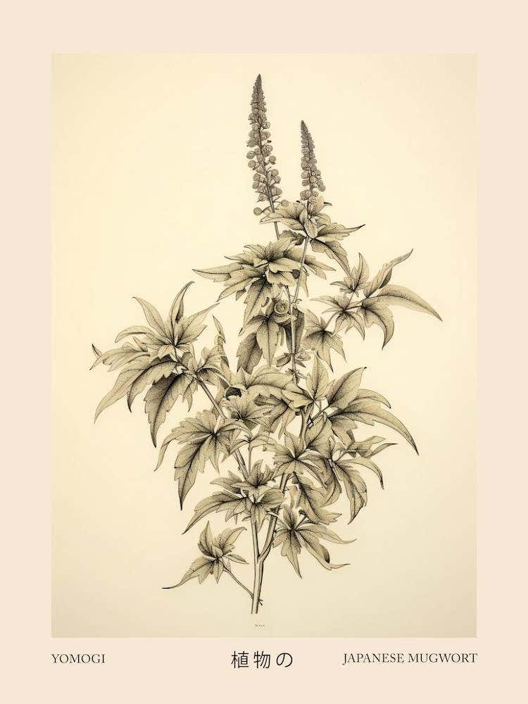 Yomogi Japanese Mugwort Vintage Japanese Botanical Poster