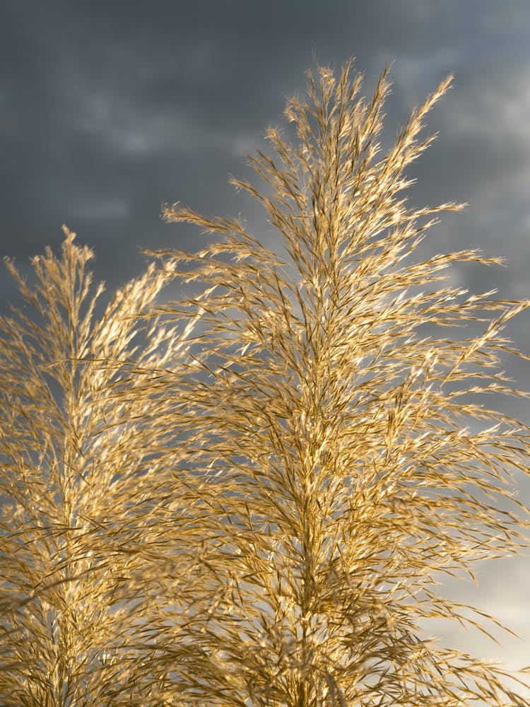 Golden pampas grass and soft grey clouds