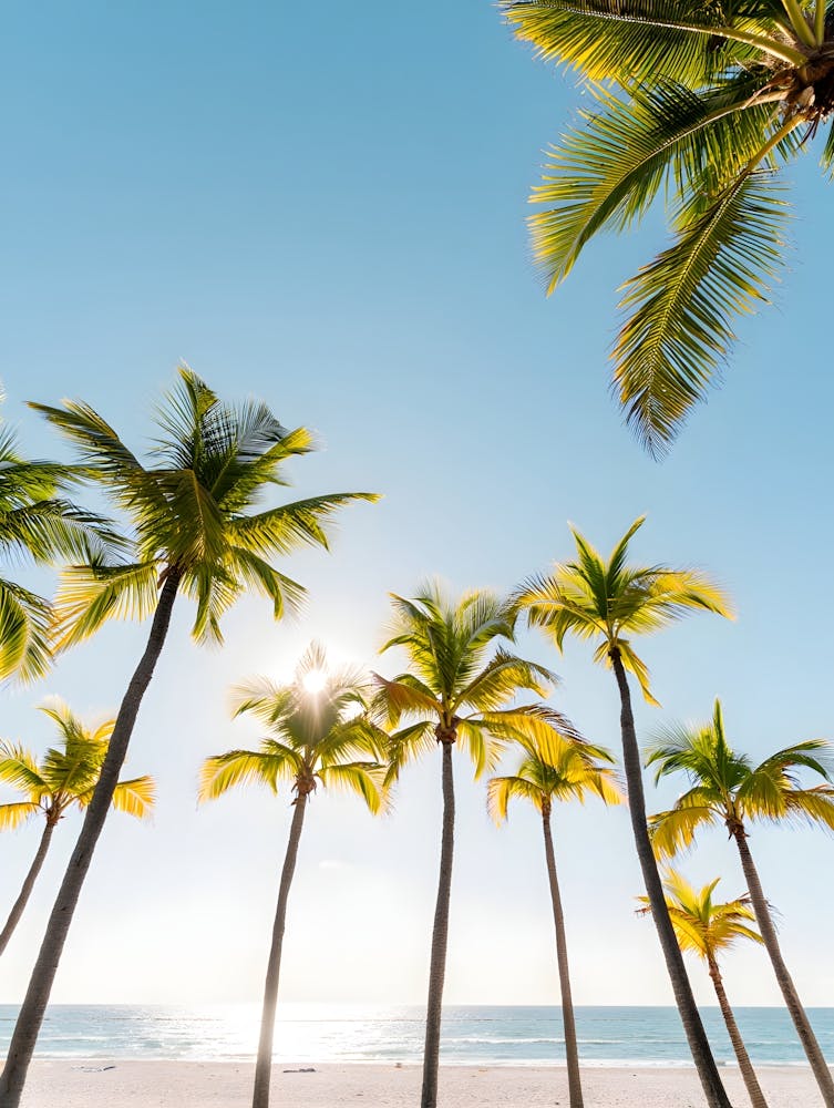 Sunny Tropical Paradise: Palm Trees Looking Up