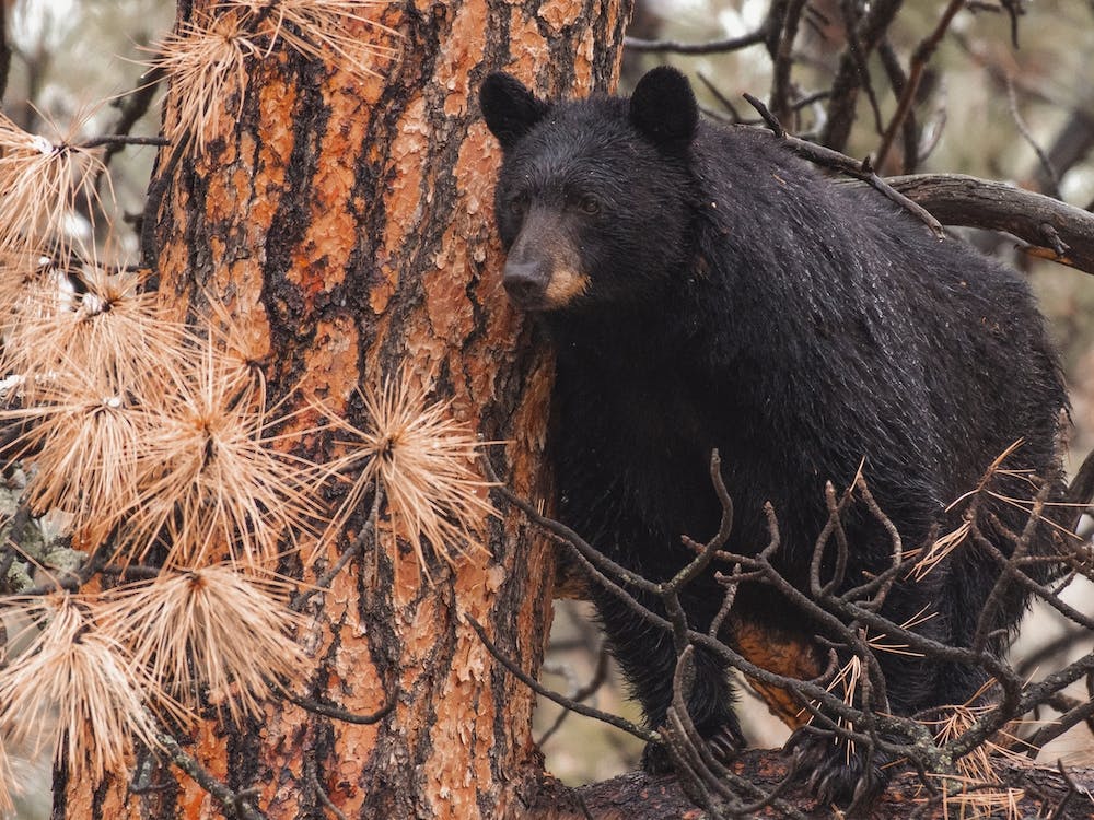 Arizona Black Bear