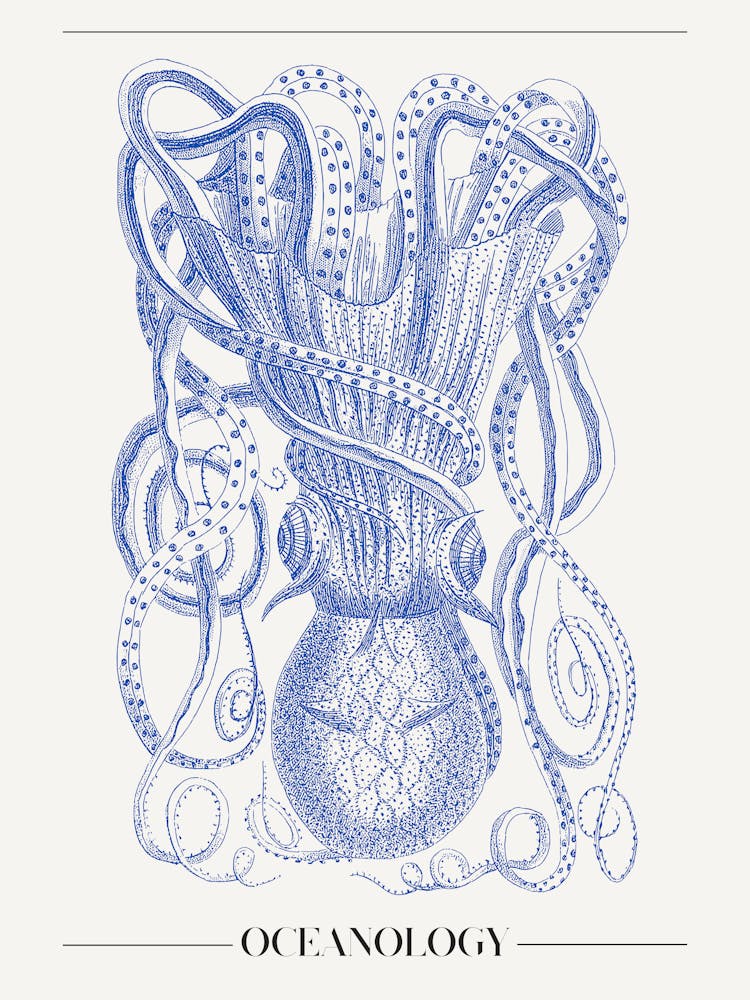 Octopus 1