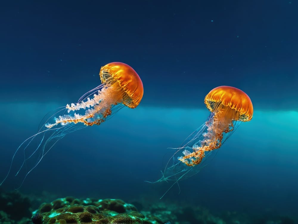 Jellyfishes 6