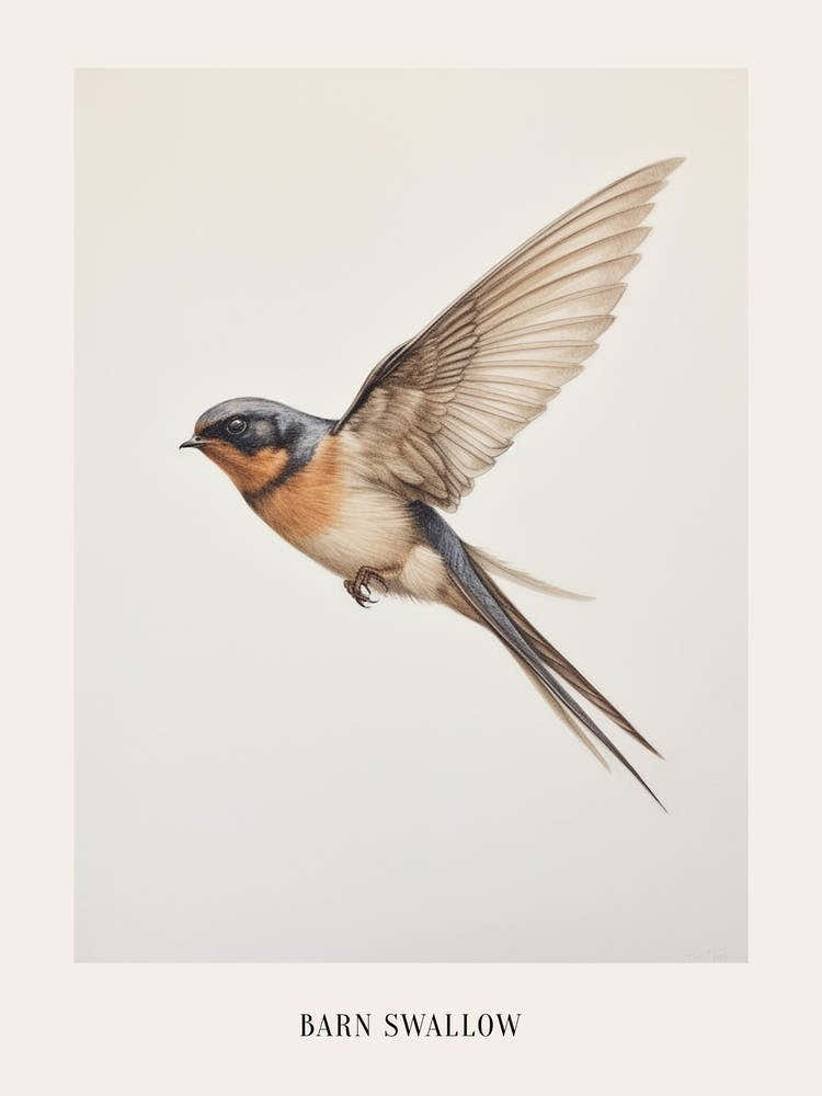 Vintage Bird Drawing Barn Swallow Poster