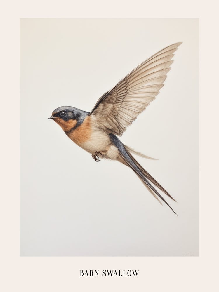 Vintage Bird Drawing Barn Swallow Poster